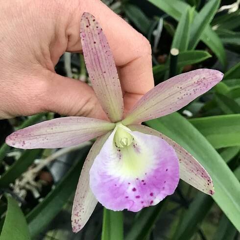 C. Summer Spot x Brassavola nodosa - Palmer Orchids