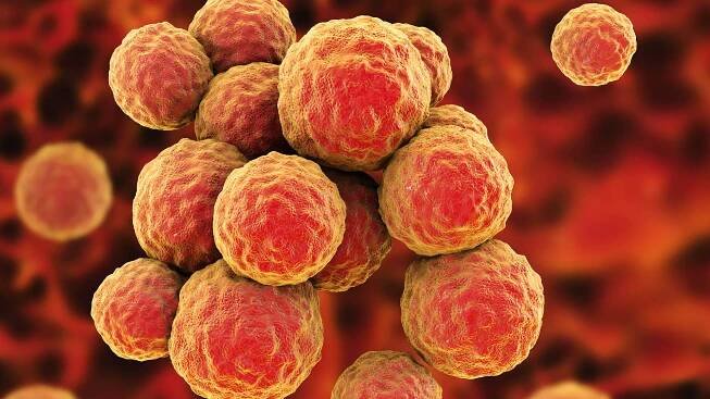 Größtenteils ist unsere Haut von Staphylococcus Bakterien besiedelt.