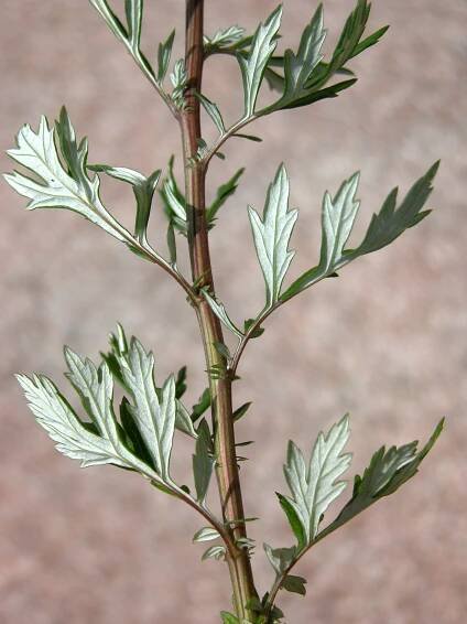 Artemisia vulgaris L. - Portale della Flora d'Italia / Portal to the Flora of Italy