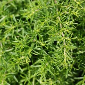 BIO osiva saturejky - prodej bio semen - Saturejka zahradní rostlina