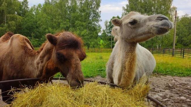 Zoologická zahrada Dvorec u Borovan – za bílými lvy