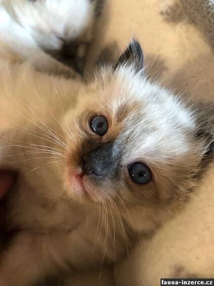Kotata Ragdoll bez pp, inzerce, prodej