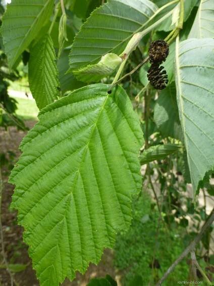 Olše šedá Pendula (Alnus incana)