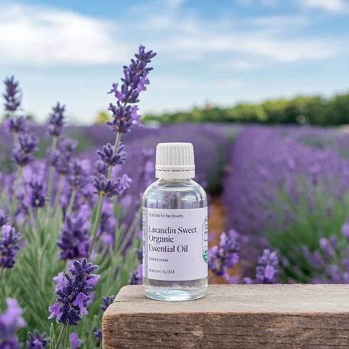 Lavandin Sweet Organic Essential Oil