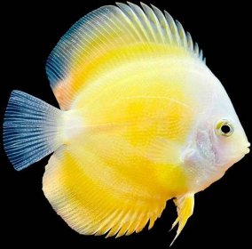 Yellow Discus Fish