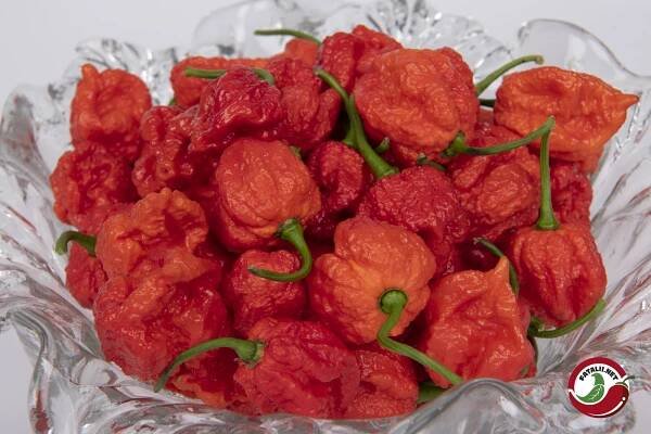 Hurt Berry » Fatalii Seeds 