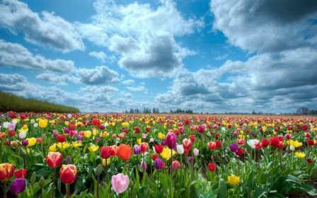 krajina, květiny, tulipány, jaro, symbol, pole, nebe, mraky