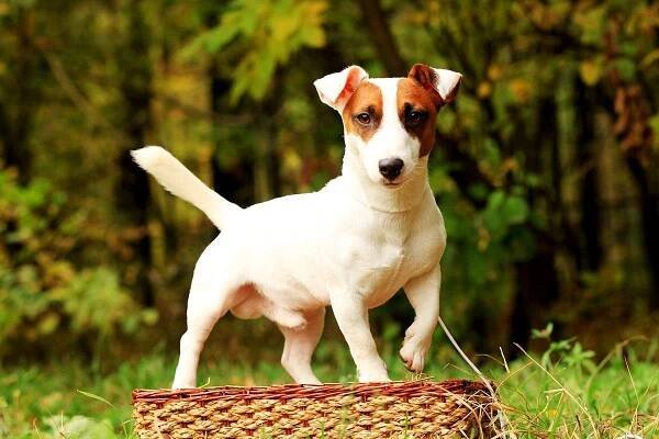 Kolikrát denně by měl Jack Russell teriér jíst?