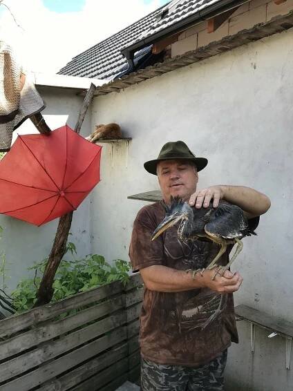 V Bílé Lhotě kurýrují volavku, zraněné mládě našli vodáci