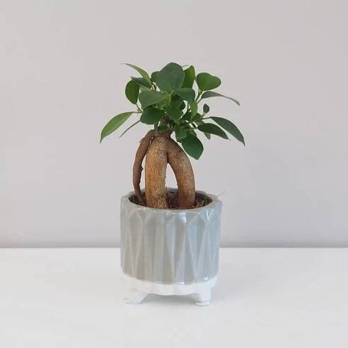 ficus ginseng bonsai fíkus bonsaj