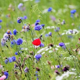 Česká květnice – luční kvítí – směs – semena Planta Naturalis