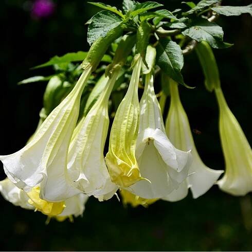 Andělská trubka bílá - Brugmansie bílá - Brugmansia arborea - osivo durmanu - 10 ks