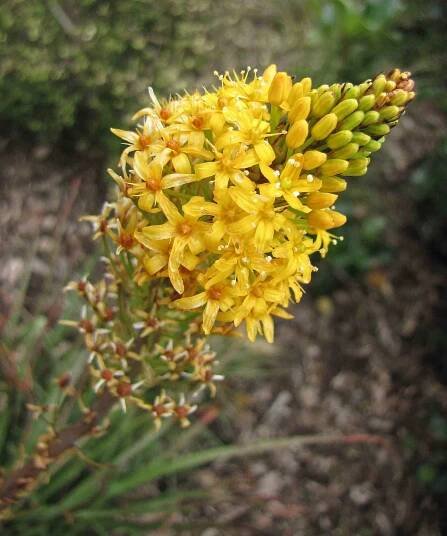 Bulbinella hookeri