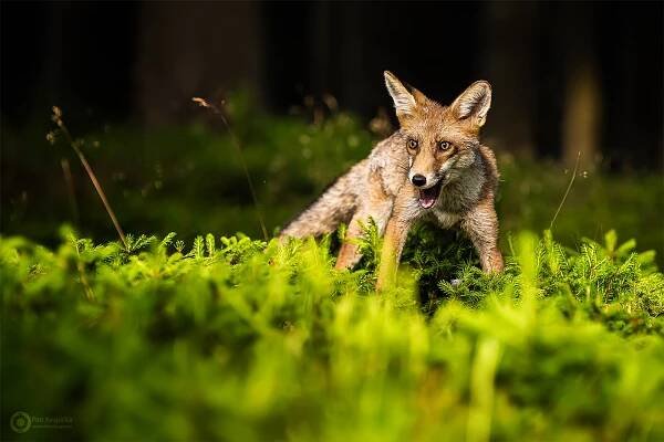 Wildlife | Foto Krupe