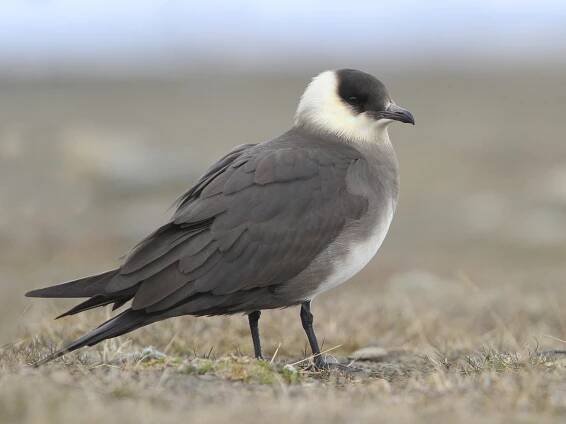  - Parasitic Jaeger