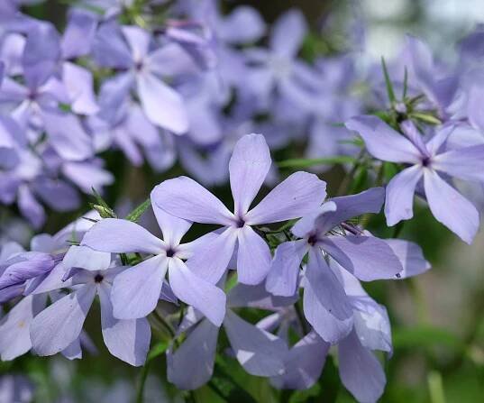 woodland phlox with purple flowers