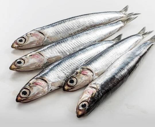 Frozen Fish & Seafood Home Delivery - Bradley's Fish