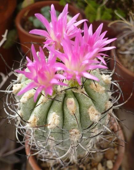 Neoporteria