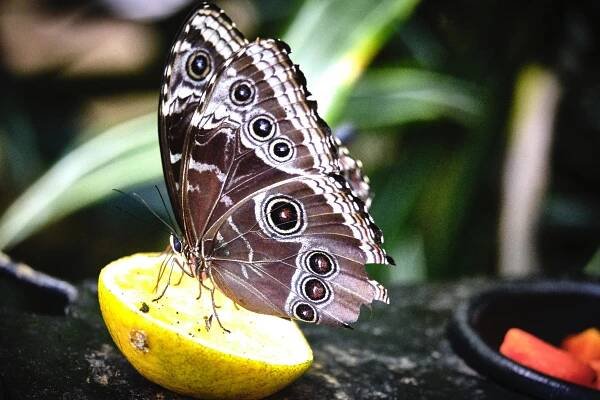 Kostarika_ZOO LA PAZ GARDENS | Fotogalerie a zprávy z cest