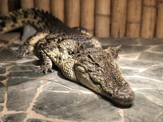 krokodýlí zoo praha