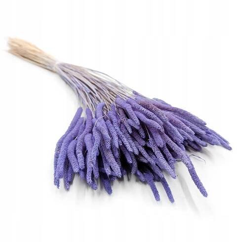 Sušená tráva – Tymotka (Phleum) – Levandulová
