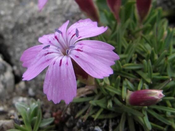 Dianthus microlepis