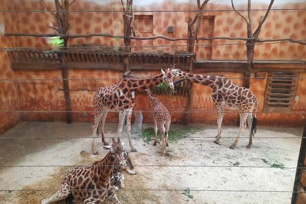 Výlet k MDD - ZOO Olomouc | ZŠ a MŠ Předklášteří