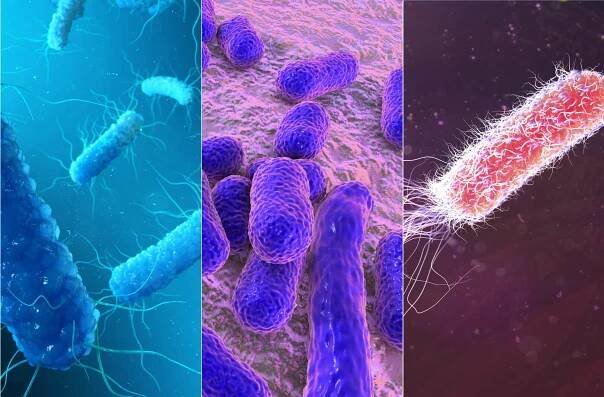 Enterobacteriaceae, Acinetobacter baumannii and Pseudomonas aeruginosa (left to right): according to the WHO list the three most dangerous bacteria