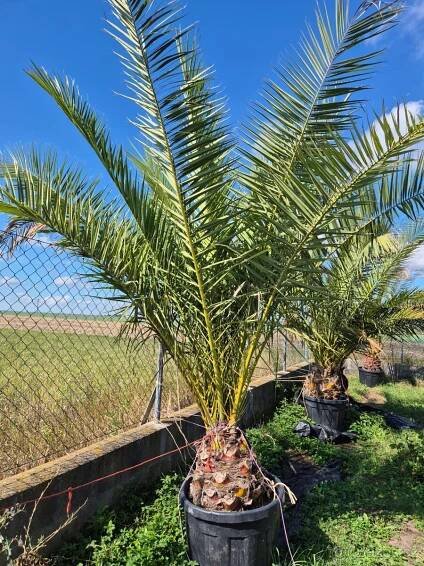Datlovník kanárský (Phoenix canariensis) - Hradec Králové