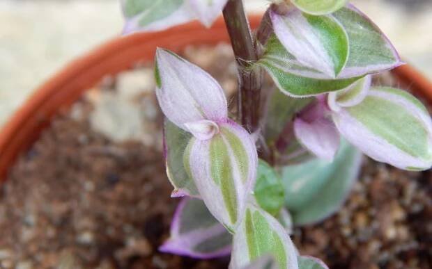 Callisia repens Rosato