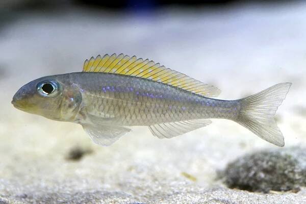Yellow sand cichlid