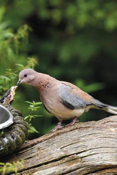 Vogel auf Baumstamm