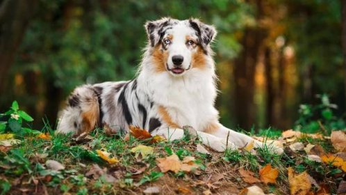 Australian Shepherd puppies for sale in Tulare, CA from trusted ...