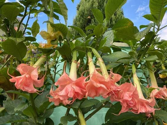 ROMANTIKA | Brugmansia