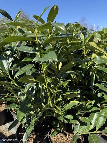 Listnaté dřeviny | Bobkovišeň Caucasica 60-80 cm/3L | Zahradnictví Sekvoj - prodej okrasných rostlin