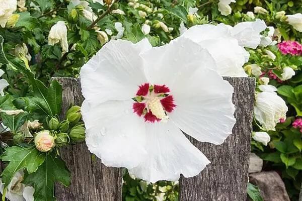 ibišek syrský (Hibiscus syriacus)
