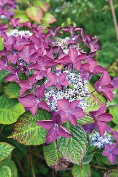 H. macrophylla ‘Rotschwanz’