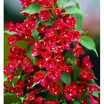 Weigela florida 'Red Prince' km.90cm C10L : Vhv-eshop.cz