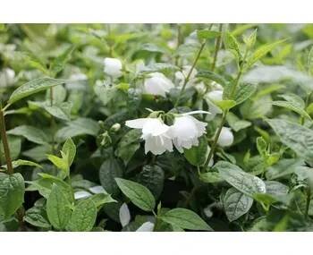 Pustoryl 'Snowbelle' - Philadelphus 'Snowbelle' Kontejner o objemu 2 litry velikost 20-40 cm