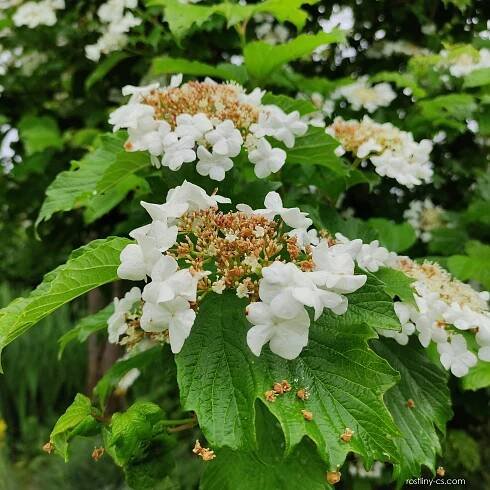 Kalina obecná (Viburnum opulus)
