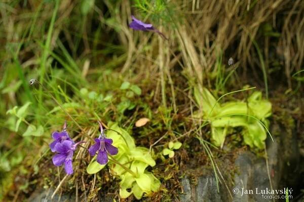 Tučnice velkokvětá (Pinguicula grandiflora)