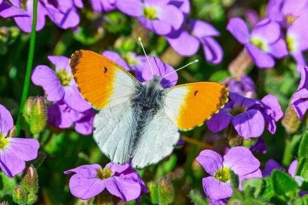 bezplatná Detailní záběr motýla s oranžovou špičkou posazeného na zářivých fialových květech, který ukazuje krásu přírody. Základová fotografie