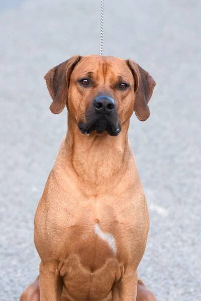 ARCHIBALD JASPER HAWAPORI - Český klub Rhodeských RidgebackůČeský klub Rhodeských Ridgebacků