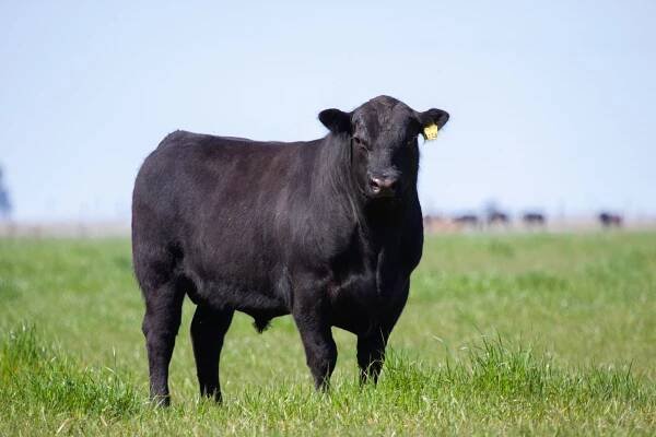 Aberdeen angus - České hovězí