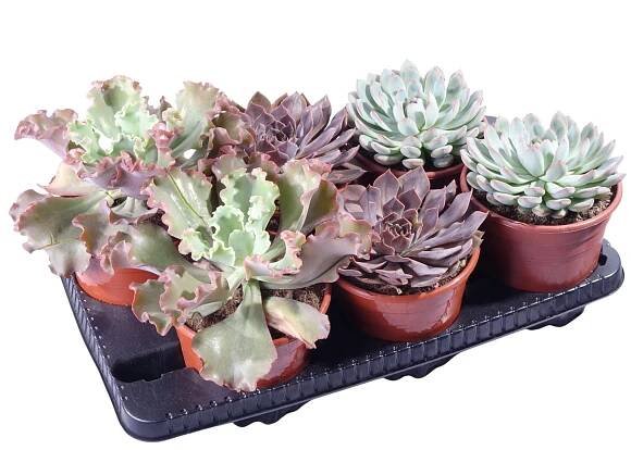 Landgard Různé druhy sukulentů pr. 17 cm, 1 ks