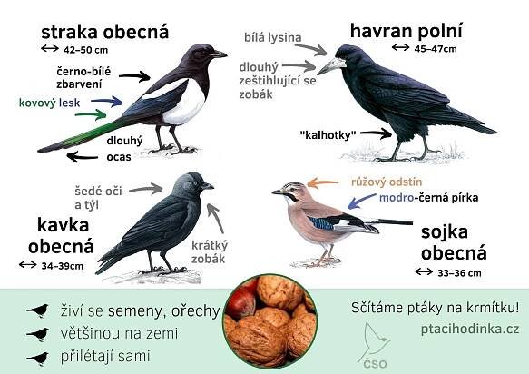 Ptačí hodinka - sčítání ptáků z Vašeho okna, na zahradě či v pa | Zelený dům
