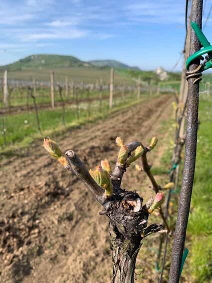 LETOŠNÍ… – Vinařství Březina a syn