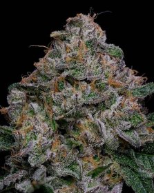 15 Of The Most Popular Weed Strains 2024 | Popular Wow