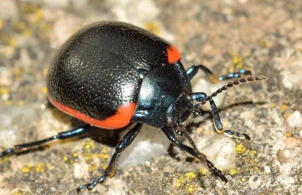 Hmyzu, Brouci, Chrysolina Rossia