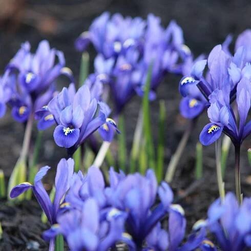 The blue flowers of spring-blooming iris reticulata Harmony